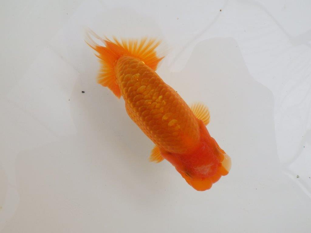 【全国大会西大関獲得ブリーダー 】ご鑑賞お勧め当歳らんちゅう約13,5㎝オス?