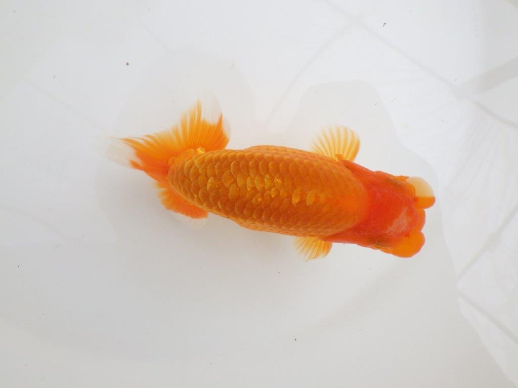 【全国大会西大関獲得ブリーダー 】ご鑑賞お勧め当歳らんちゅう約13,5㎝オス?