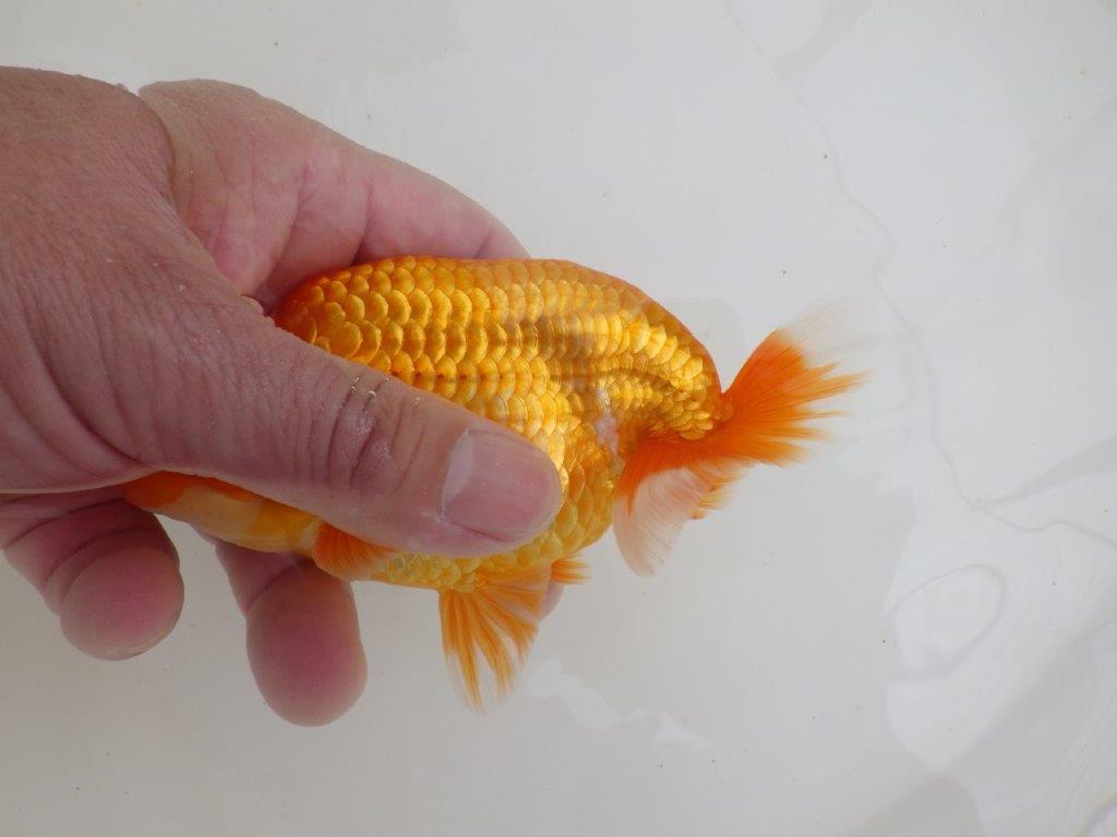 【全国大会西大関獲得ブリーダー 】ご鑑賞お勧め当歳らんちゅう約13,5㎝オス?