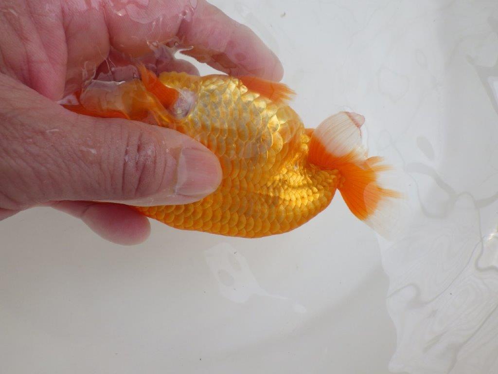 【全国大会西大関獲得ブリーダー 】ご鑑賞お勧め当歳らんちゅう約13,5㎝オス?