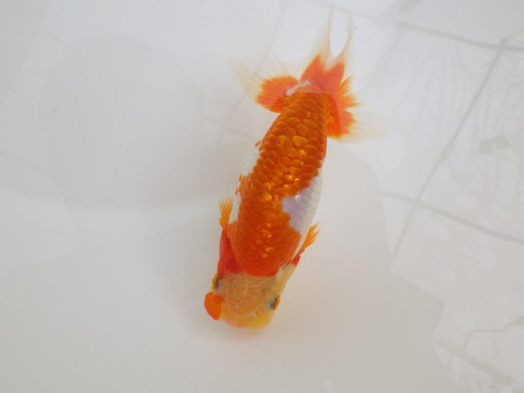 【全国大会西大関獲得ブリーダー 】超ド派手な更紗!当歳らんちゅう約13㎝オス?