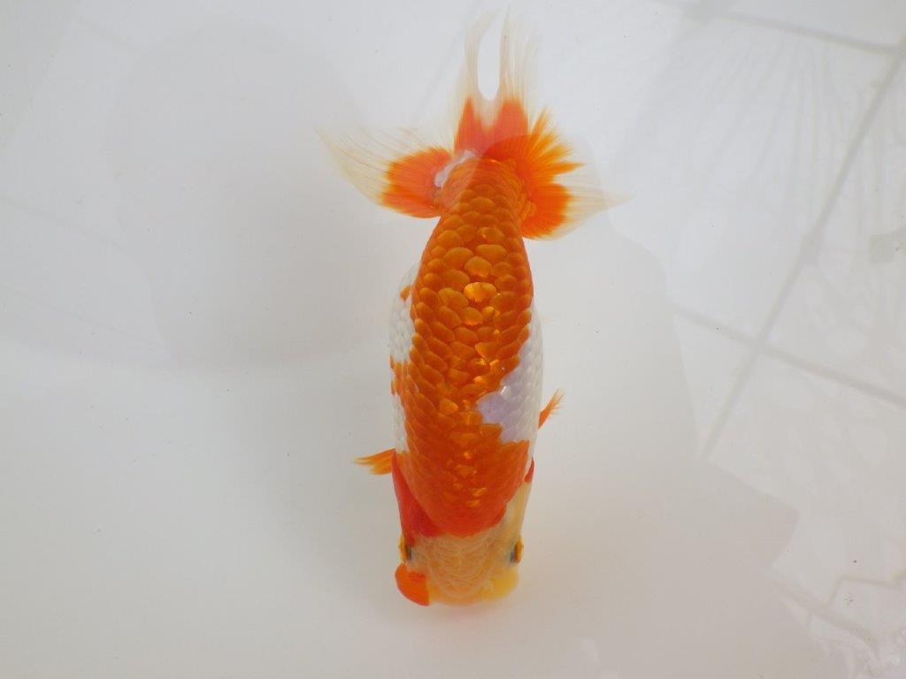 【全国大会西大関獲得ブリーダー 】超ド派手な更紗！当歳らんちゅう約13㎝オス？の上身
