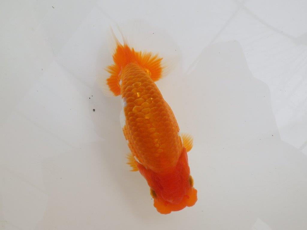 【全国大会西大関獲得ブリーダー 】しっかり飼い込まれております!当歳らんちゅう約14㎝メス?