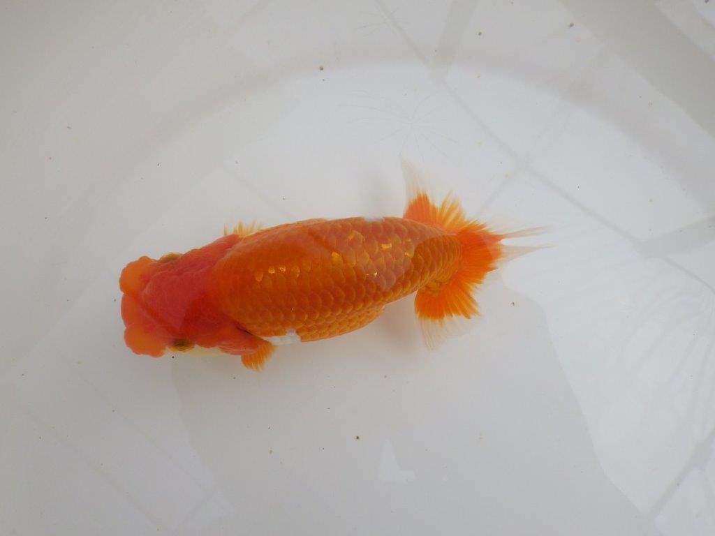 【全国大会西大関獲得ブリーダー 】しっかり飼い込まれております!当歳らんちゅう約14㎝メス?