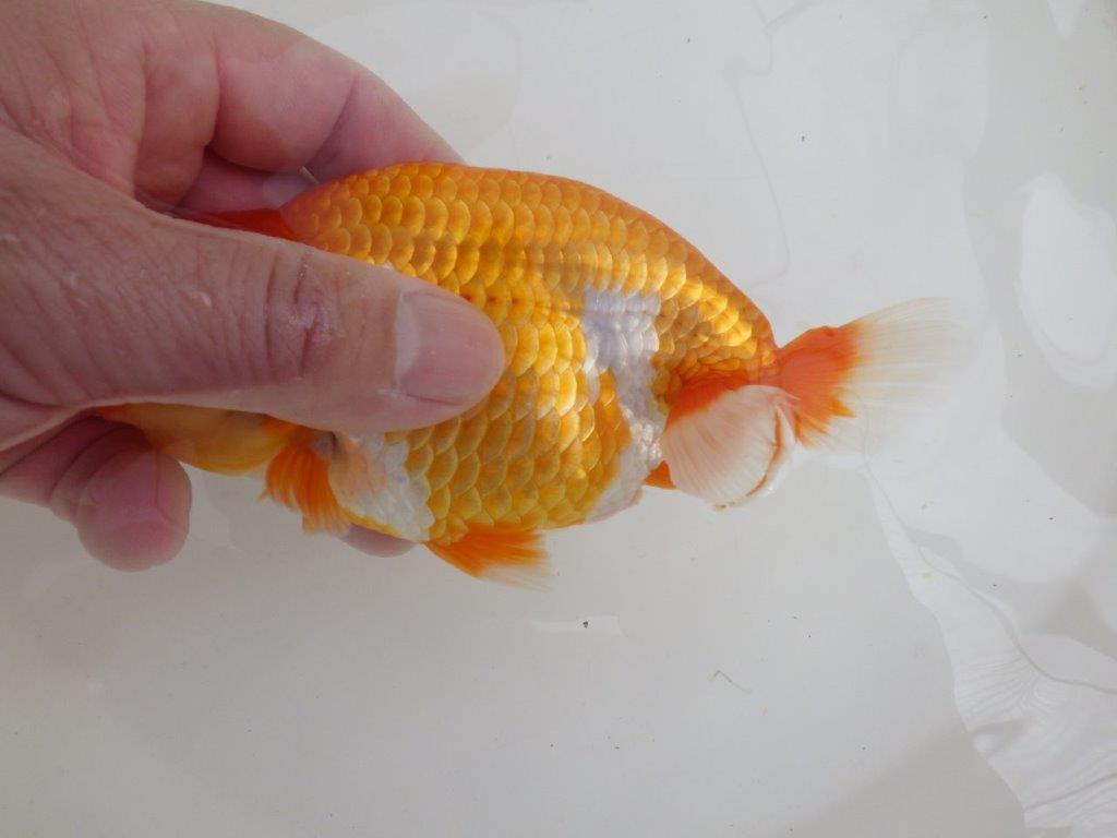 【全国大会西大関獲得ブリーダー 】しっかり飼い込まれております!当歳らんちゅう約14㎝メス?