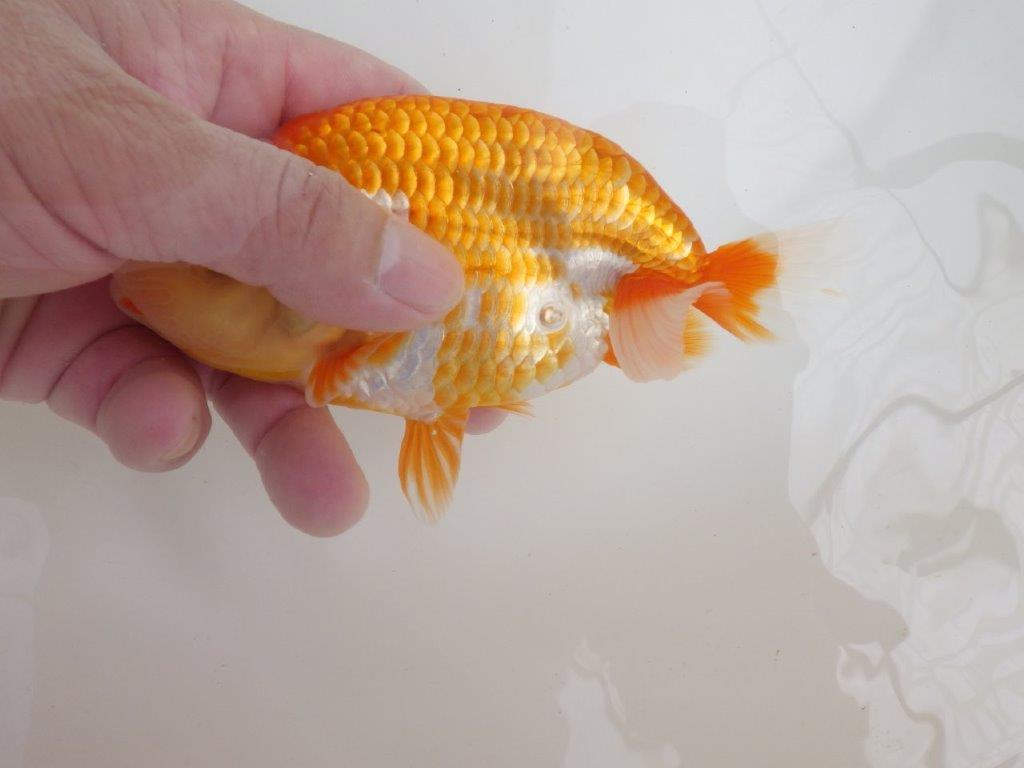 【全国大会西大関獲得ブリーダー 】大迫力!当歳らんちゅう約14,5㎝メス?