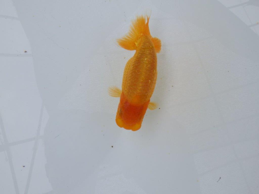【逸品当歳らんちゅう】背も綺麗でご鑑賞お勧めらんちゅう　約11,5ｃｍ前後　オス？の上身