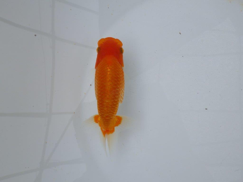 【逸品当歳らんちゅう】カナコ系更紗、横見のご鑑賞お勧めらんちゅう　約13ｃｍ前後　オス？の上身