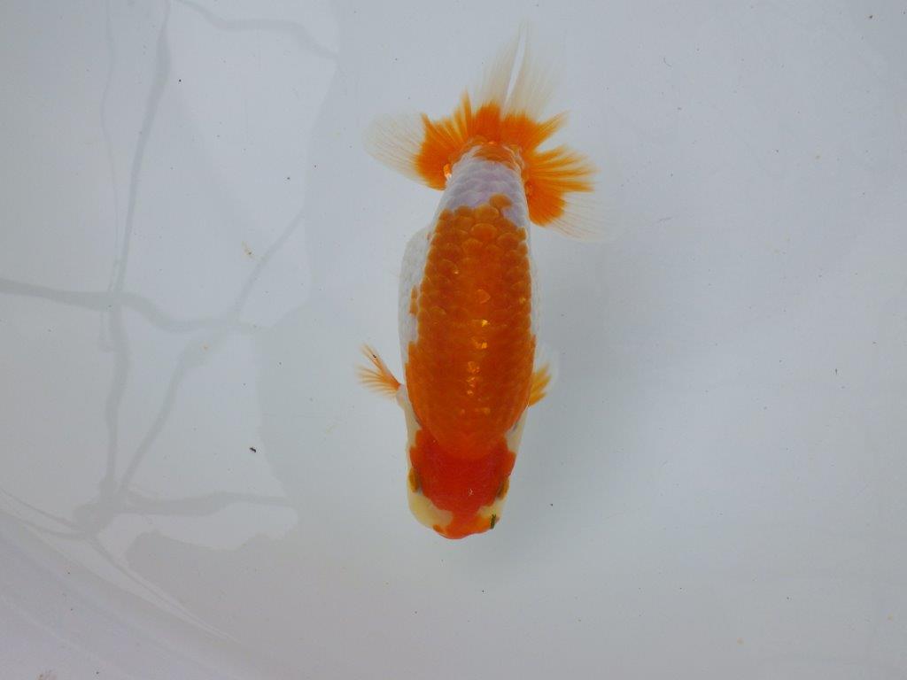 【逸品当歳らんちゅう】素晴らしい尾型、構えの更紗らんちゅう　約14,5ｃｍ前後の上身