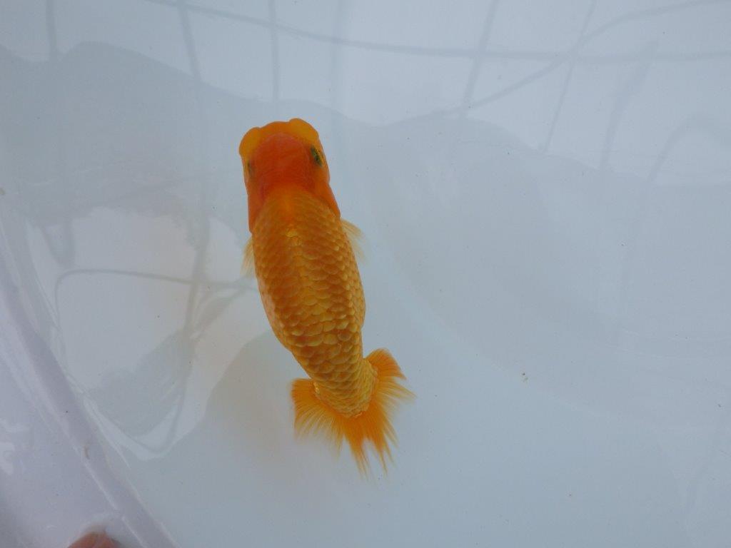 【逸品当歳らんちゅう】尾型、構え雰囲気の良いらんちゅう　約12,5ｃｍ前後　オス？の上身