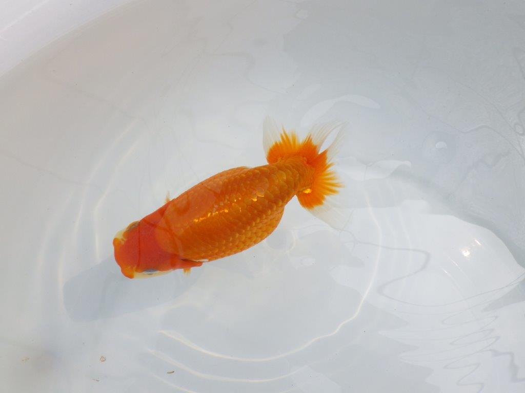 【逸品当歳らんちゅう】尾型、構え雰囲気の良い更紗らんちゅう　約14,5ｃｍ前後　オス？の上身