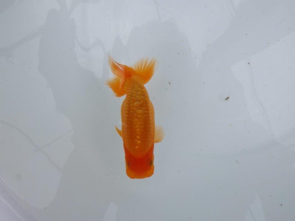 【 鉄板！！】水槽で映える背腰が綺麗なご鑑賞お勧めらんちゅう　東大関系統　約12,5㎝  　オス？の上身