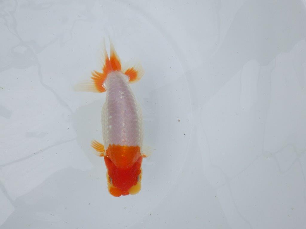 【 鉄板！！】メリハリの利いた美しい更紗らんちゅう　東大関系統　約15㎝  メス？の上身