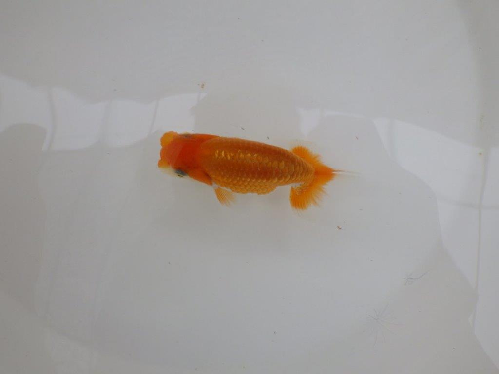 【上物当歳らんちゅう 】背も綺麗で尾型も良いらんちゅう　約10,5㎝　オス？の上身