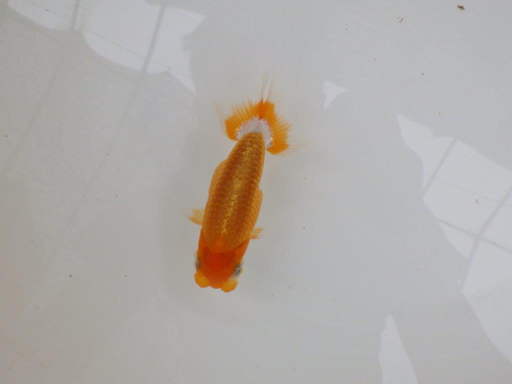【上物当歳らんちゅう 】背が綺麗で横見が映えるらんちゅう　約11,5㎝　オス？の上身