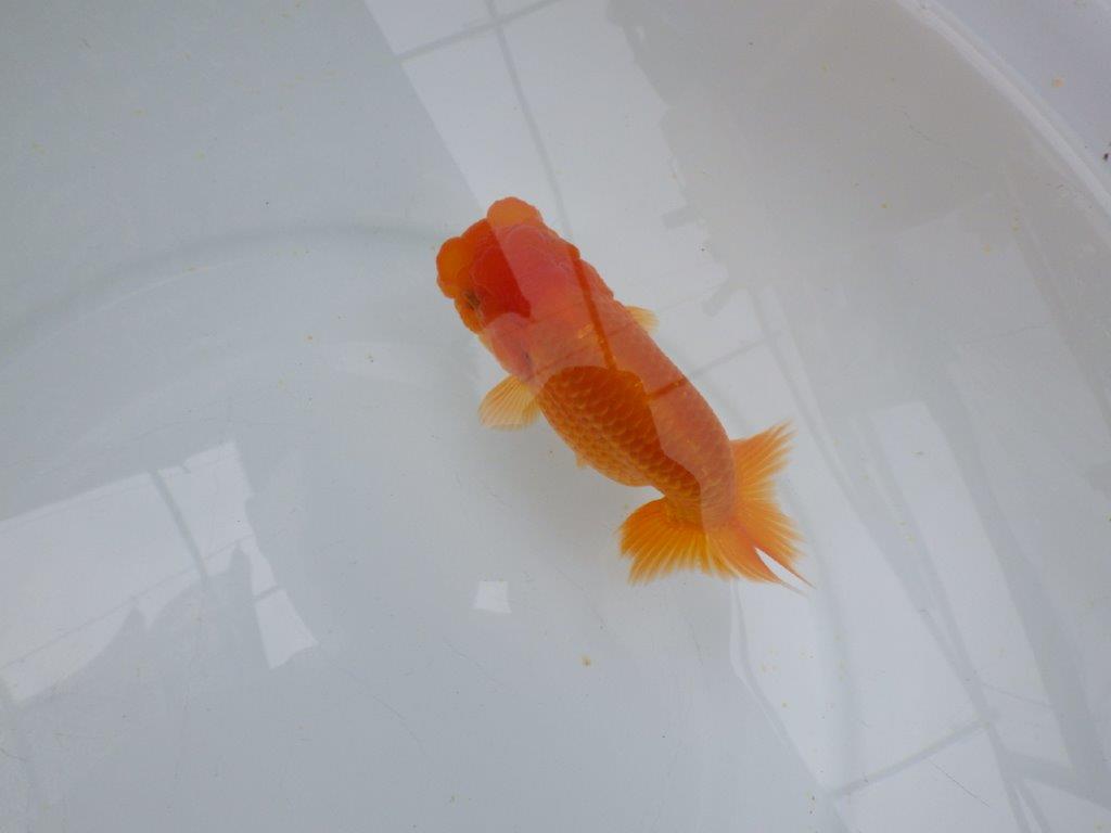 【愛知 小早川義幸氏　当歳らんちゅう 】フンタン＆色艶の良いらんちゅう　約12,5cm メス？の上身