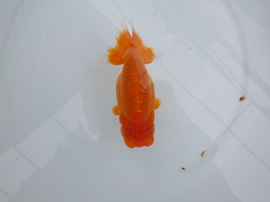 【愛知 小早川義幸氏　当歳らんちゅう 】色艶が良く映えるらんちゅう　約13cm メス？の上身