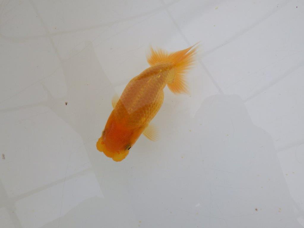 【愛知 実力派　当歳らんちゅう 】背も綺麗で映える可愛いらんちゅう　約11cm メス？の上身