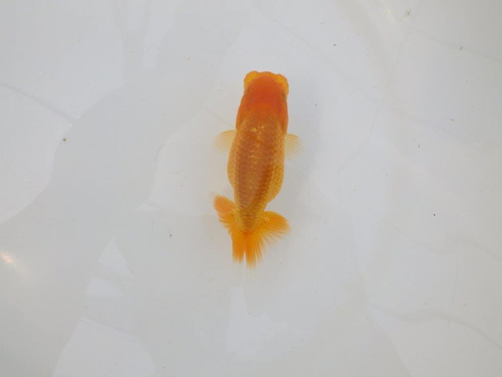 【愛知 実力派　当歳らんちゅう 】フンタン＆オ方が良いらんちゅう　約12cm メス？の上身