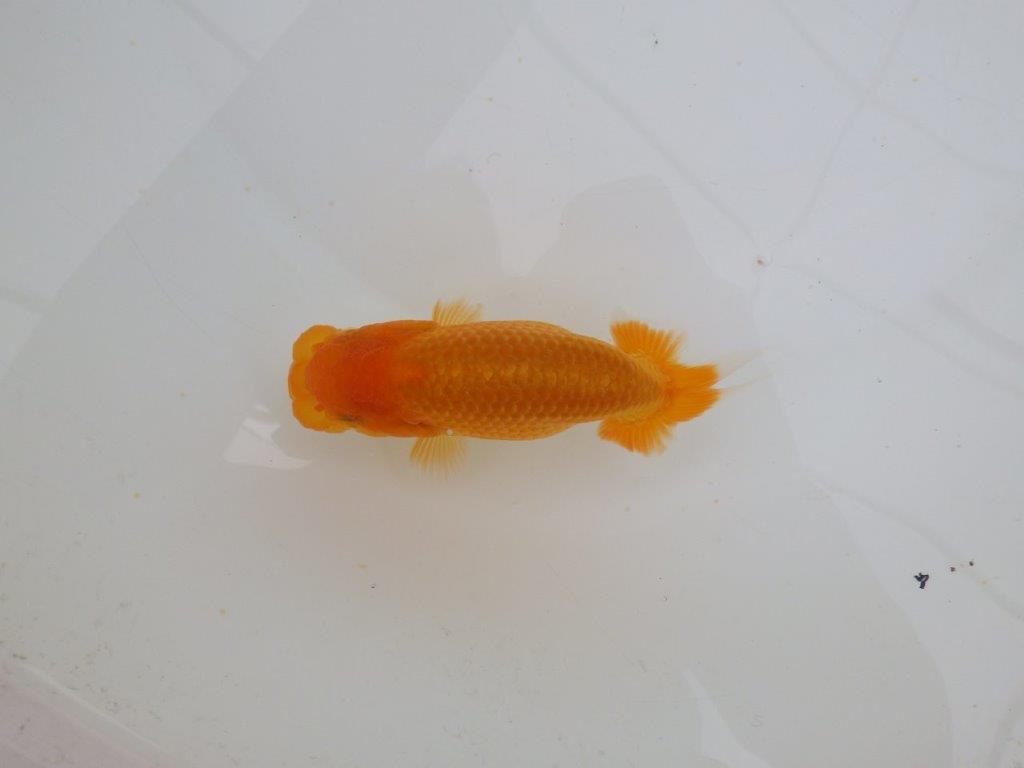 【愛知 実力派　当歳らんちゅう 】フンタン＆背が綺麗ならんちゅう　約12,5cm メス？の上身