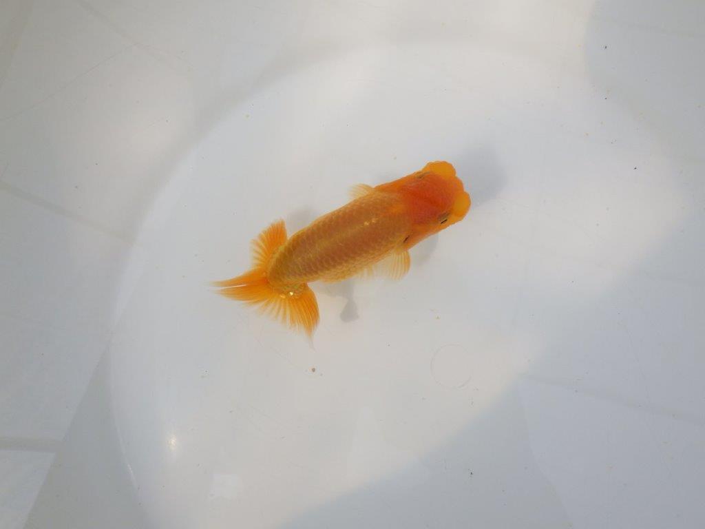 【愛知 実力派　当歳らんちゅう 】飼い込みお勧めらんちゅう　約11,5cm オス？の上身
