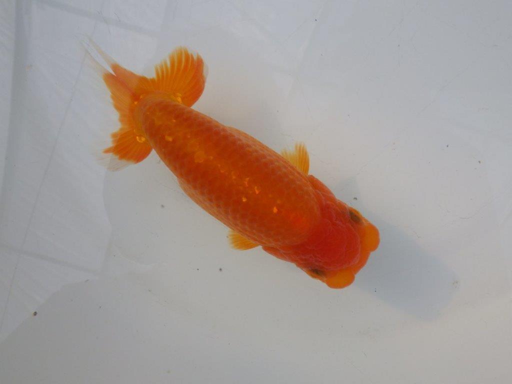 【全国大会東大関獲得ブリーダー様の系統魚 】上見がお勧め当歳らんちゅう約13㎝メス？の上身