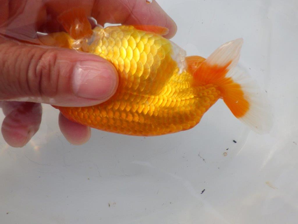 【全国大会東大関獲得ブリーダー様の系統魚 】上見がお勧め当歳らんちゅう約13㎝メス？
