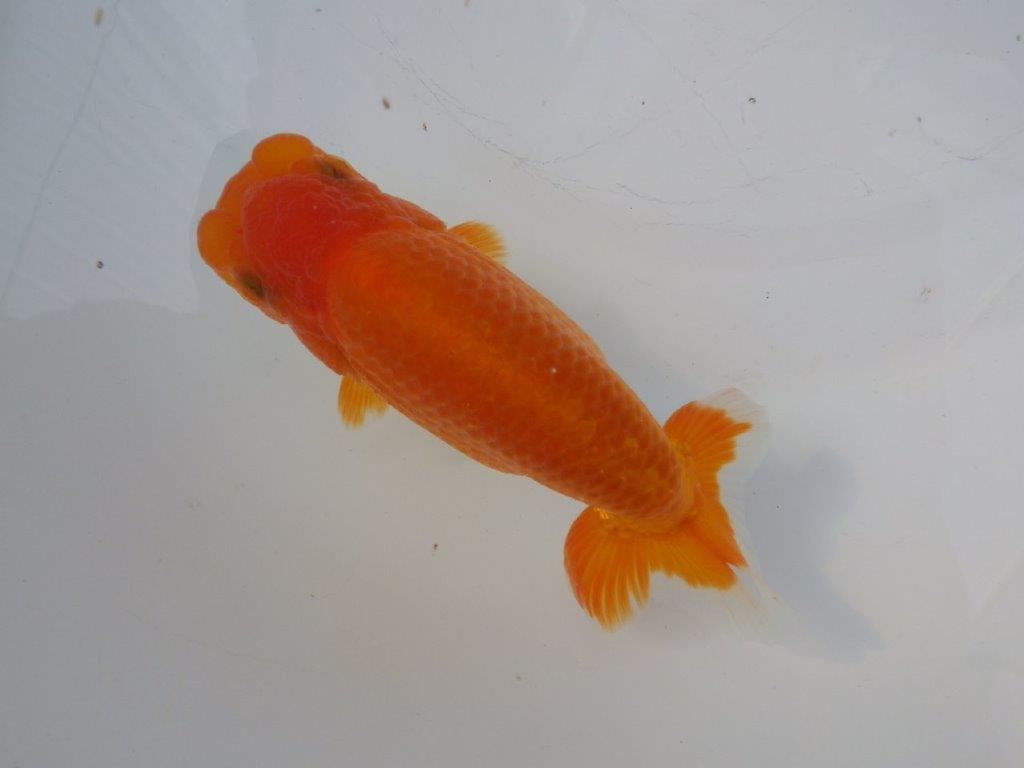 【全国大会東大関獲得ブリーダー様の系統魚 】上見がお勧め当歳らんちゅう約13㎝メス？