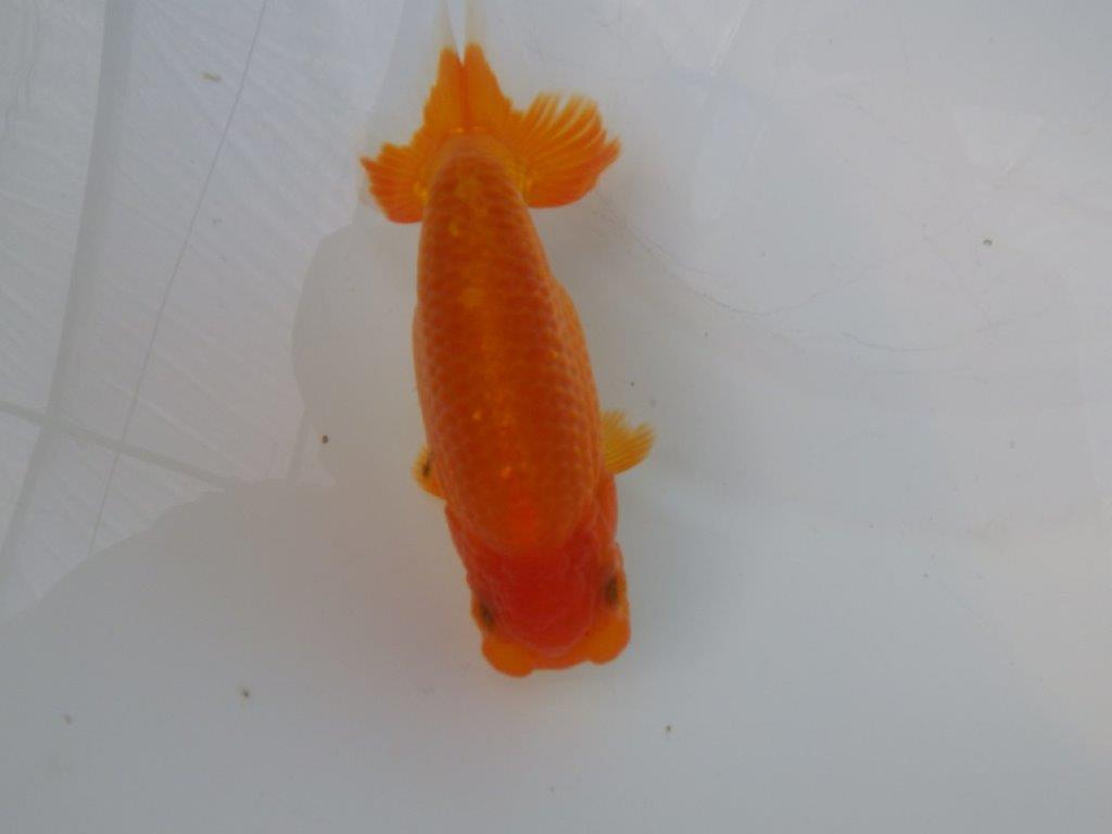 【全国大会東大関獲得ブリーダー様の系統魚 】上見がお勧め当歳らんちゅう約13㎝メス？