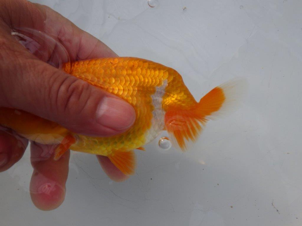 【全国大会東大関獲得ブリーダー様の系統魚 】上見がお勧め当歳らんちゅう約13㎝メス？