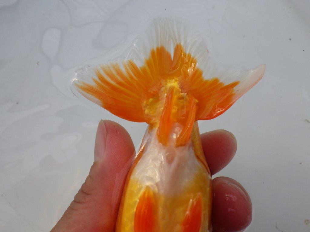 【全国大会東大関獲得ブリーダー様の系統魚 】上見がお勧め当歳らんちゅう約13㎝メス？