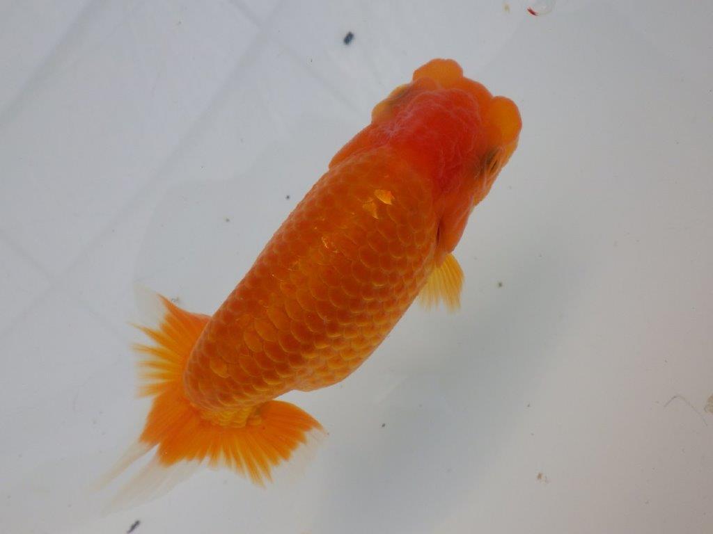 【全国大会東大関獲得ブリーダー様の系統魚 】雰囲気が良い！当歳らんちゅう約12㎝メス？の上身