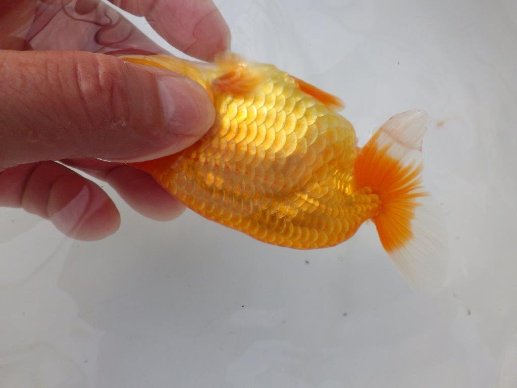 【全国大会東大関獲得ブリーダー様の系統魚 】雰囲気が良い！当歳らんちゅう約12㎝メス？
