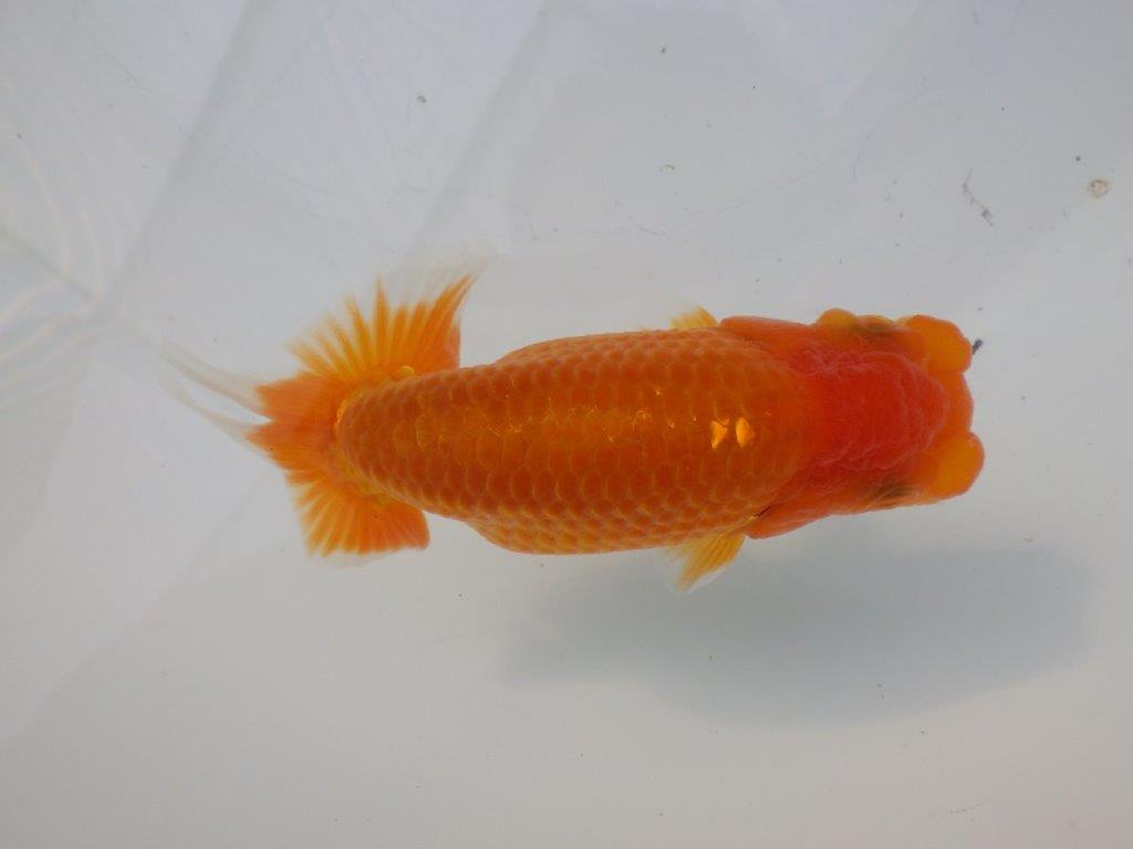 【全国大会東大関獲得ブリーダー様の系統魚 】雰囲気が良い！当歳らんちゅう約12㎝メス？