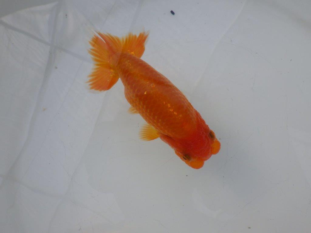 【全国大会東大関獲得ブリーダー様の系統魚 】背も綺麗！種にお勧め当歳らんちゅう約12㎝オス？の上身