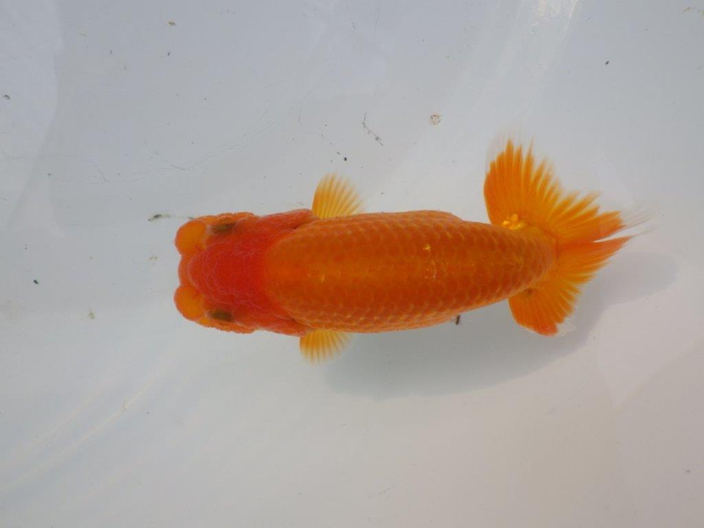 【全国大会東大関獲得ブリーダー様の系統魚 】背も綺麗!種にお勧め当歳らんちゅう約12㎝オス?