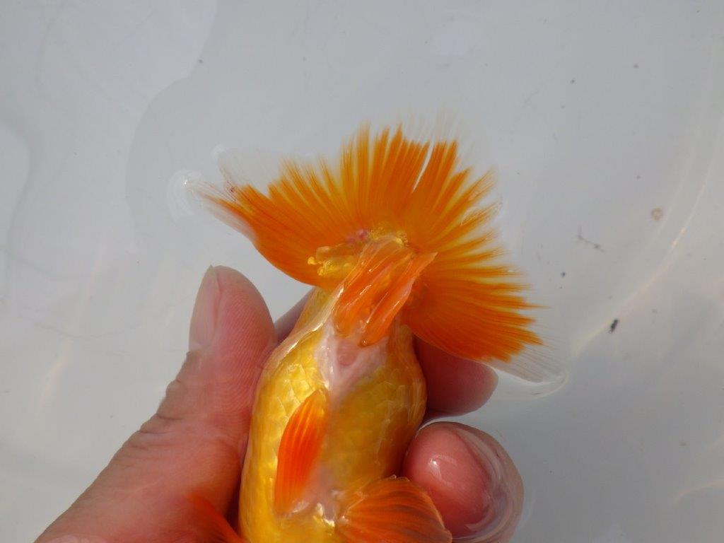 【全国大会東大関獲得ブリーダー様の系統魚 】背も綺麗!種にお勧め当歳らんちゅう約12㎝オス?