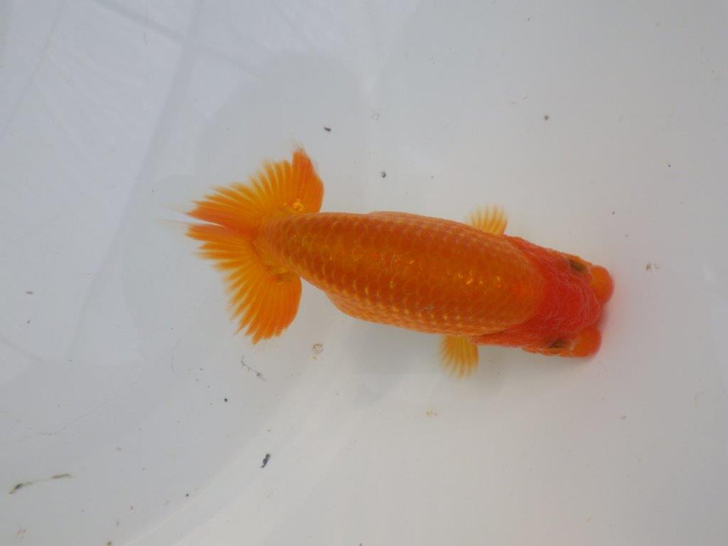 【全国大会東大関獲得ブリーダー様の系統魚 】背も綺麗!種にお勧め当歳らんちゅう約12㎝オス?