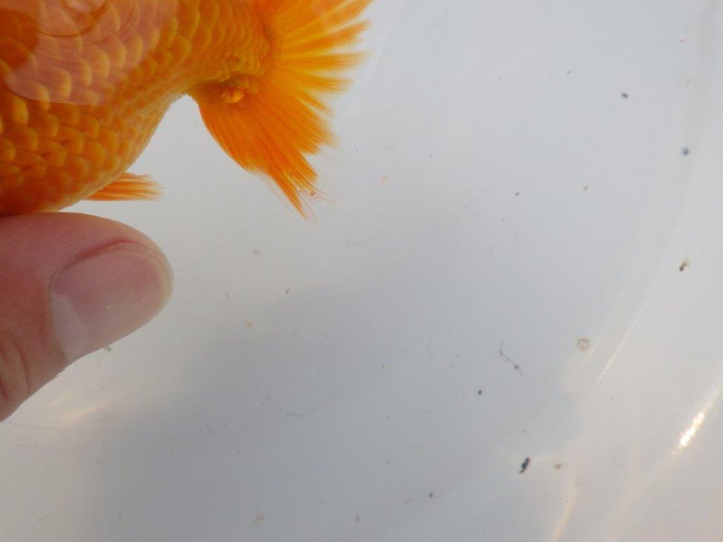 【全国大会東大関獲得ブリーダー様の系統魚 】背も綺麗!種にお勧め当歳らんちゅう約12㎝オス?