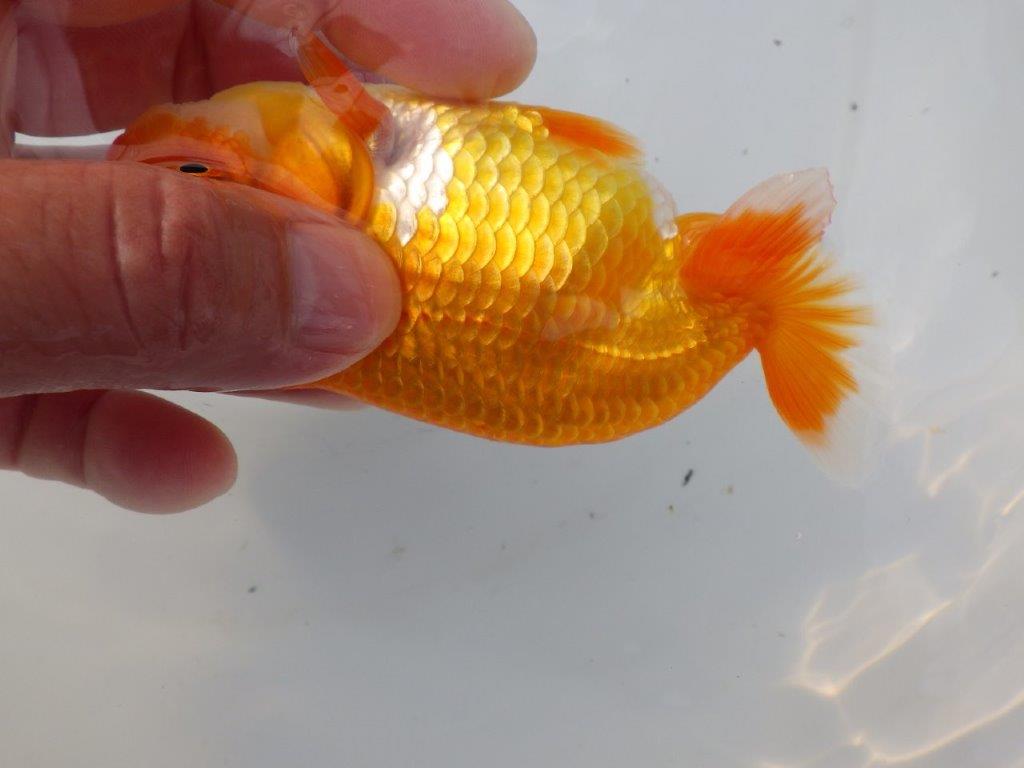 【全国大会東大関獲得ブリーダー様の系統魚 】背も綺麗!種にお勧め当歳らんちゅう約12㎝オス?