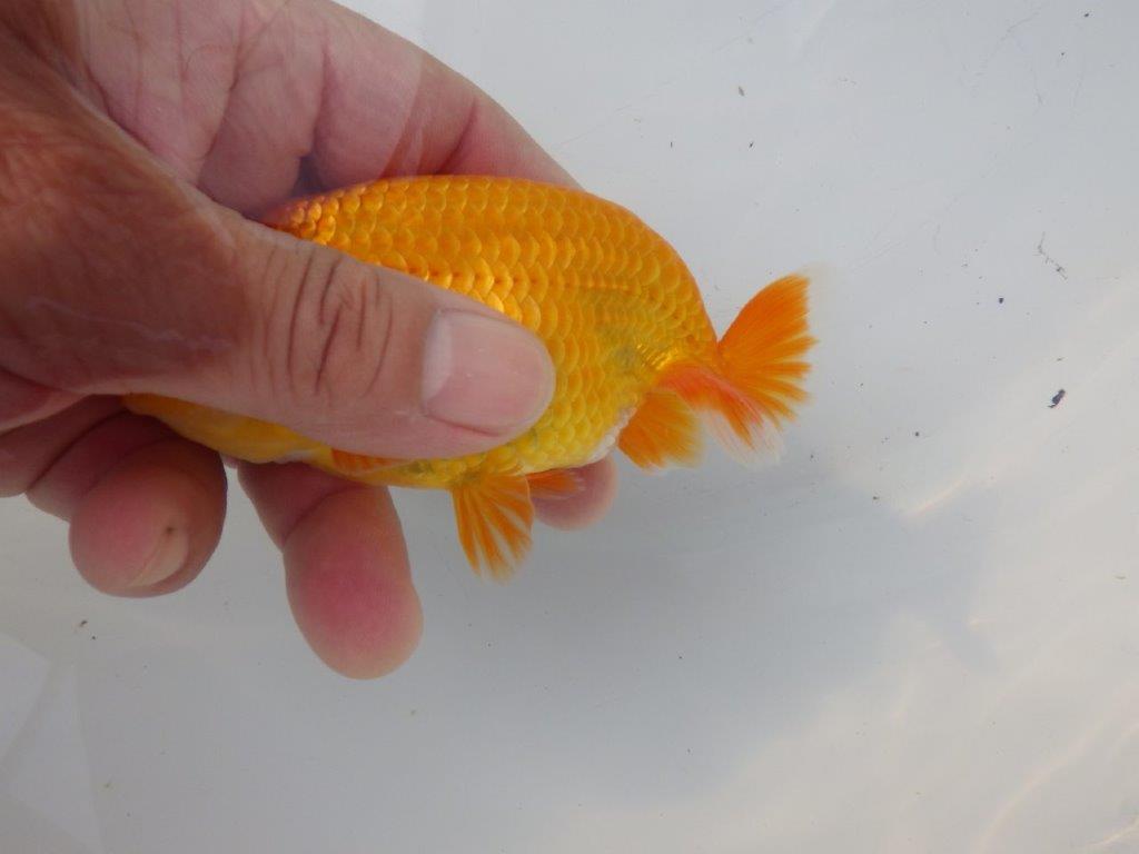 【全国大会東大関獲得ブリーダー様の系統魚 】背も綺麗!種にお勧め当歳らんちゅう約12㎝オス?