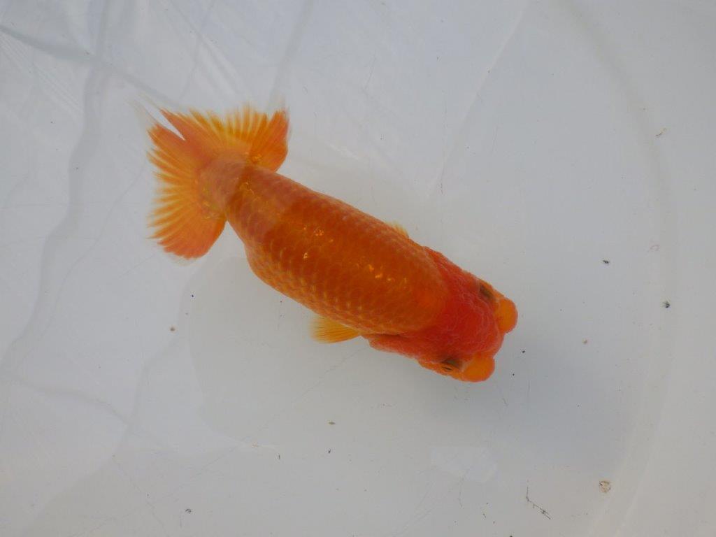 【全国大会東大関獲得ブリーダー様の系統魚 】背も綺麗!種にお勧め当歳らんちゅう約12㎝オス?