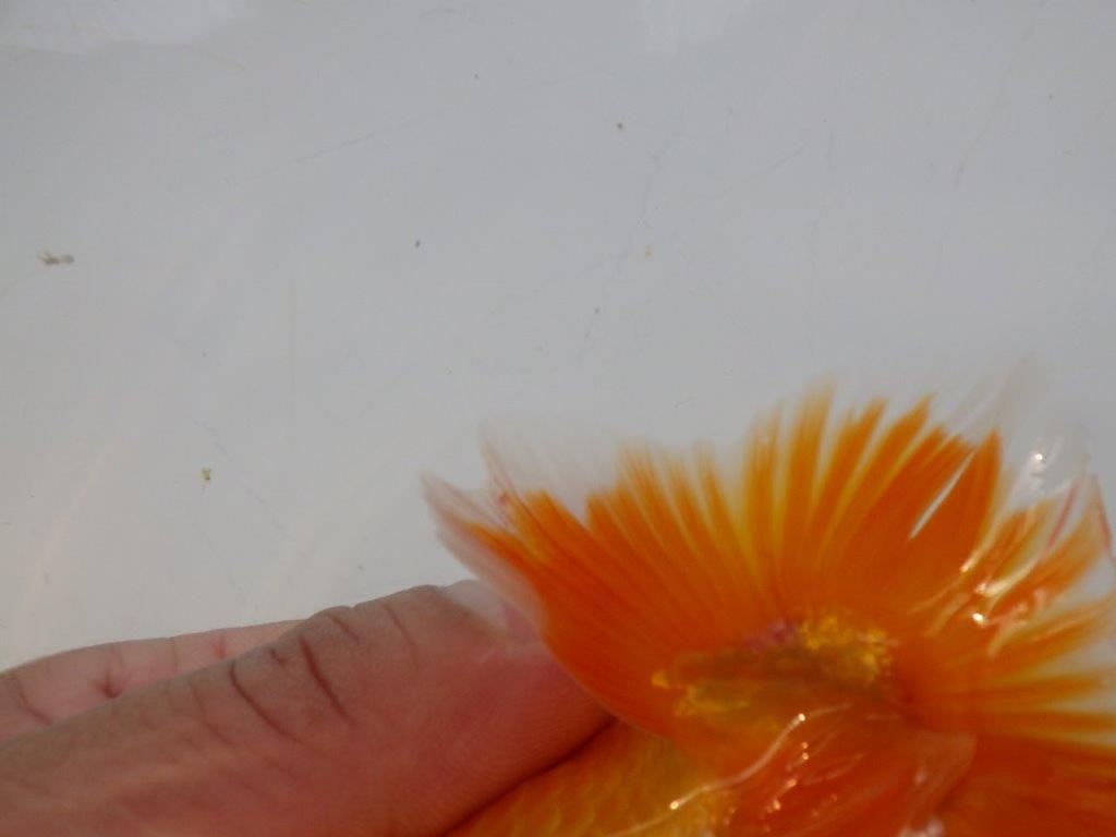 【全国大会東大関獲得ブリーダー様の系統魚 】背も綺麗!種にお勧め当歳らんちゅう約12㎝オス?