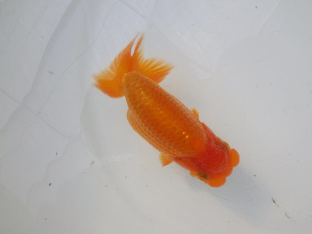 【全国大会東大関獲得ブリーダー様の系統魚 】幅があり上からのご鑑賞がお勧め当歳らんちゅう約11,5㎝オス？