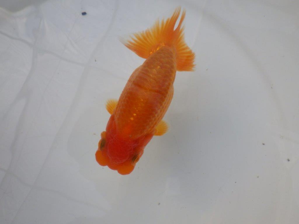 【全国大会東大関獲得ブリーダー様の系統魚 】幅があり上からのご鑑賞がお勧め当歳らんちゅう約11,5㎝オス？
