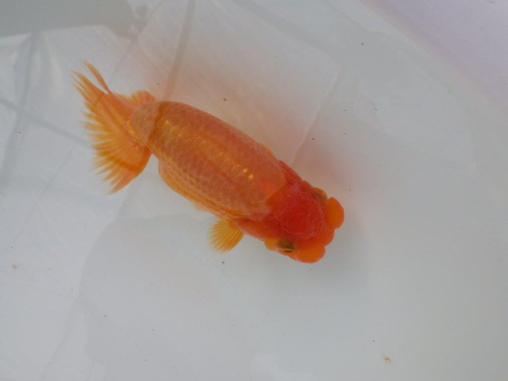 【全国大会東大関獲得ブリーダー様の系統魚 】幅があり上からのご鑑賞がお勧め当歳らんちゅう約11,5㎝オス？