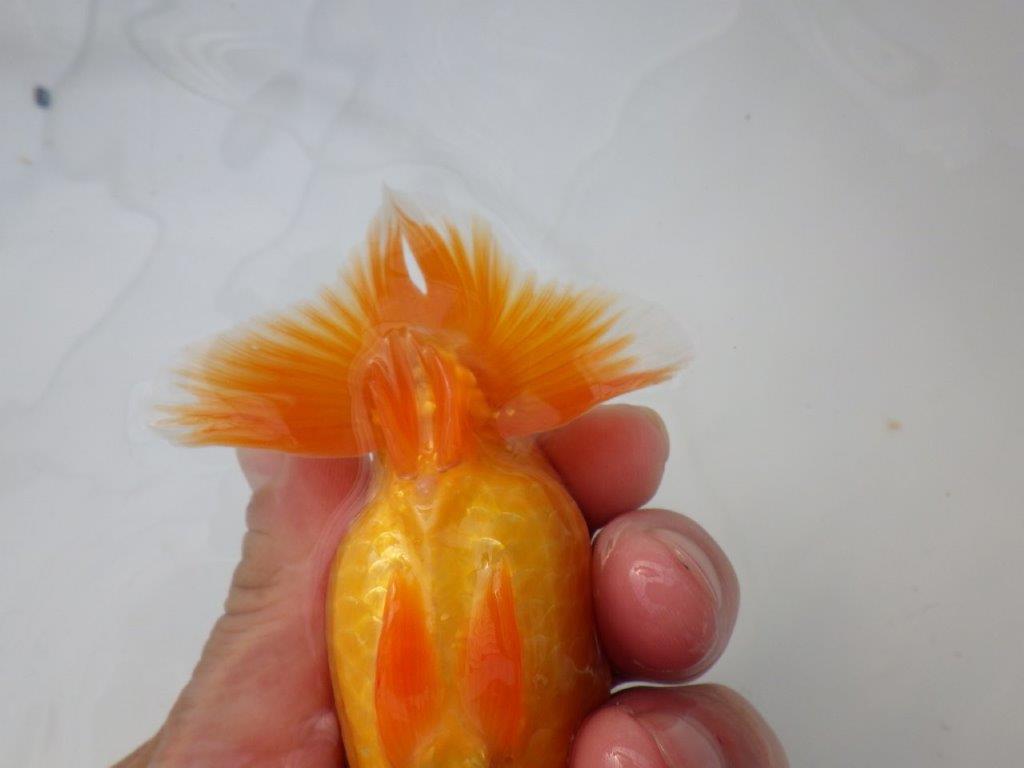 【全国大会東大関獲得ブリーダー様の系統魚 】幅があり上からのご鑑賞がお勧め当歳らんちゅう約11,5㎝オス？