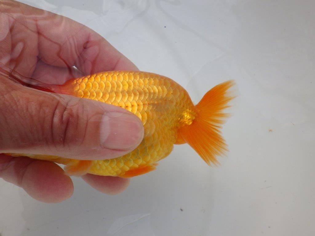 【全国大会東大関獲得ブリーダー様の系統魚 】幅があり上からのご鑑賞がお勧め当歳らんちゅう約11,5㎝オス？