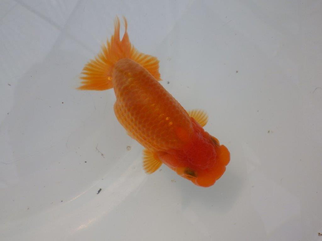 【全国大会東大関獲得ブリーダー様の系統魚 】幅があり上からのご鑑賞がお勧め当歳らんちゅう約11,5㎝オス？