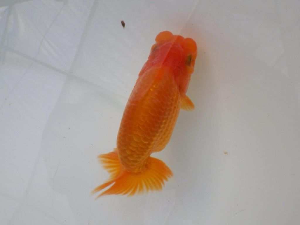 【全国大会東大関獲得ブリーダー様の系統魚 】幅があり上からのご鑑賞がお勧め当歳らんちゅう約11,5㎝オス？